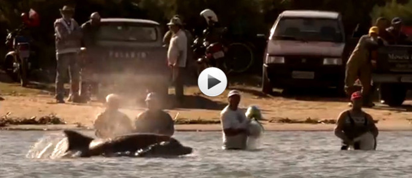 VIDEO: Dolfijnen werken met vissers image