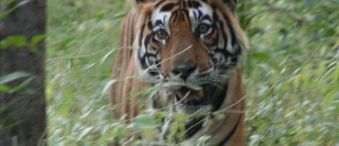 Verbod op tijger toerisme India opgeheven image
