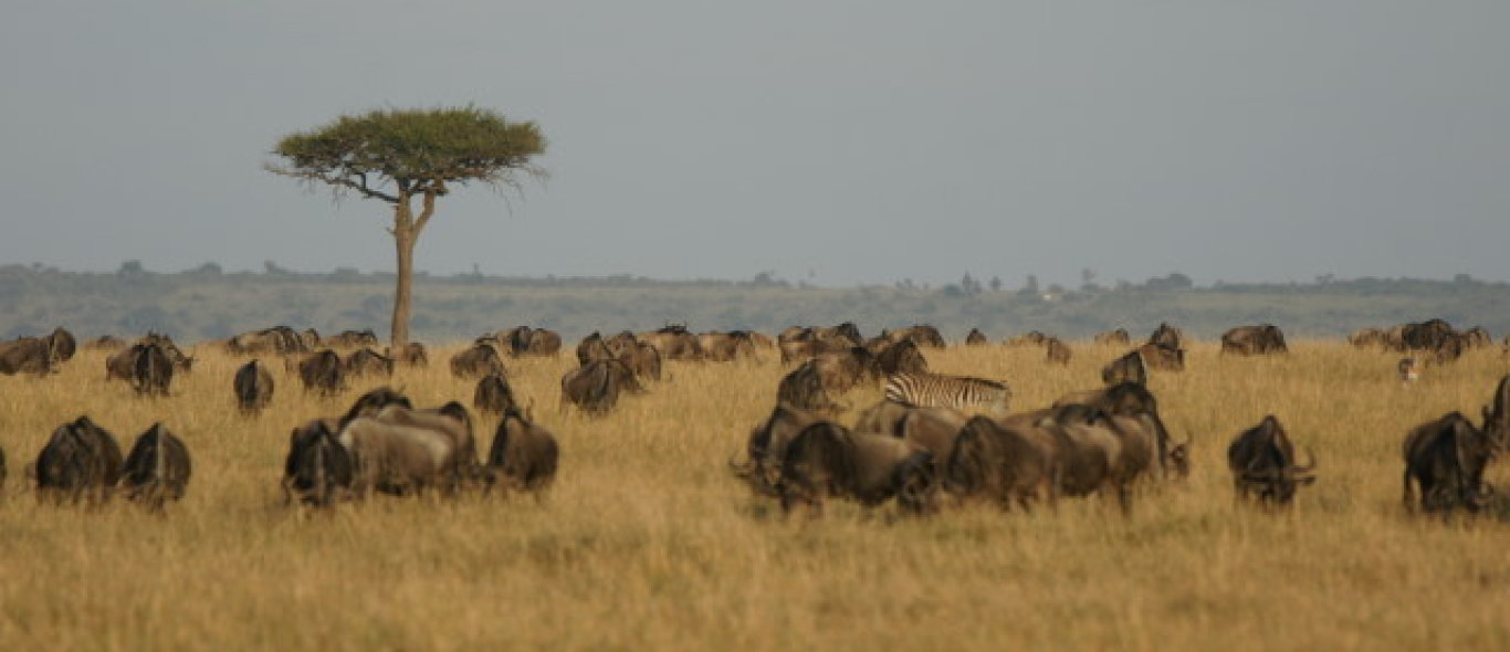 Masai Mara NP image
