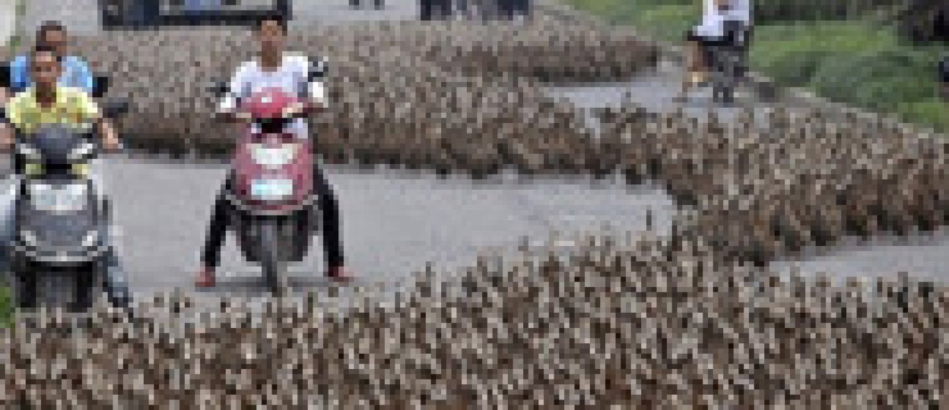 Chinees laat 5.000 eenden uit in drukke stad image