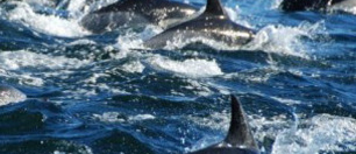Wakeboarden met dolfijnen in Sea of Cortez image