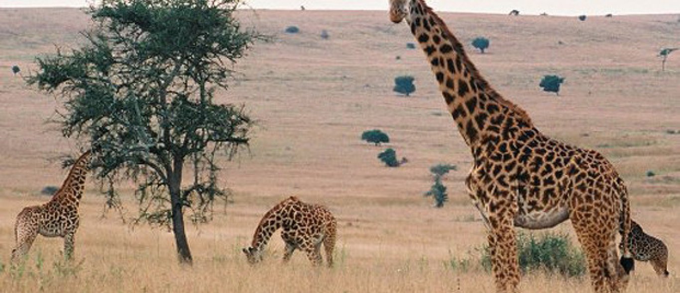 Video: Giraffe valt toeristen aan image