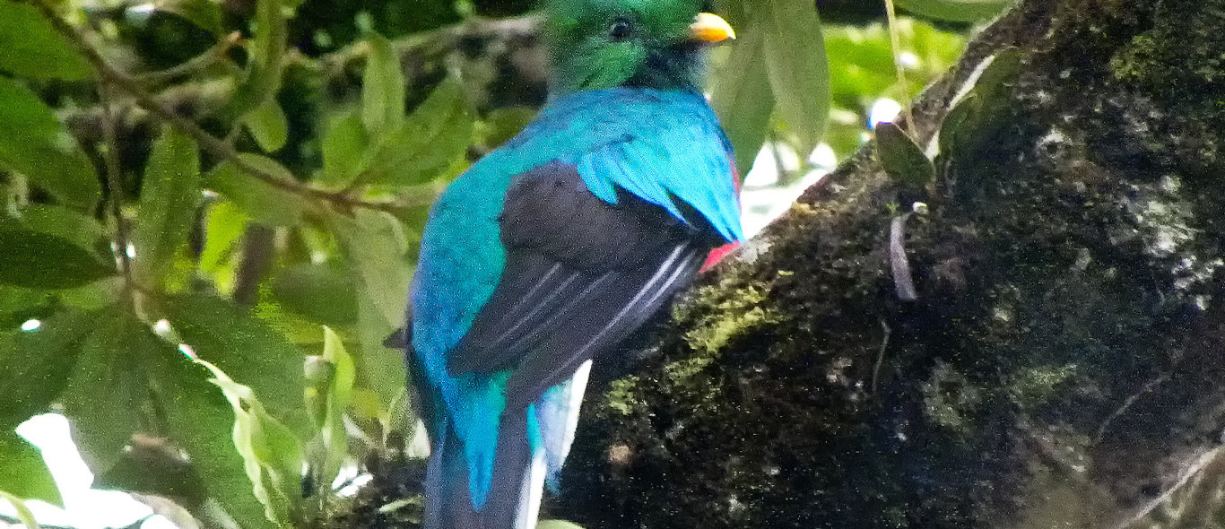 Monteverde image