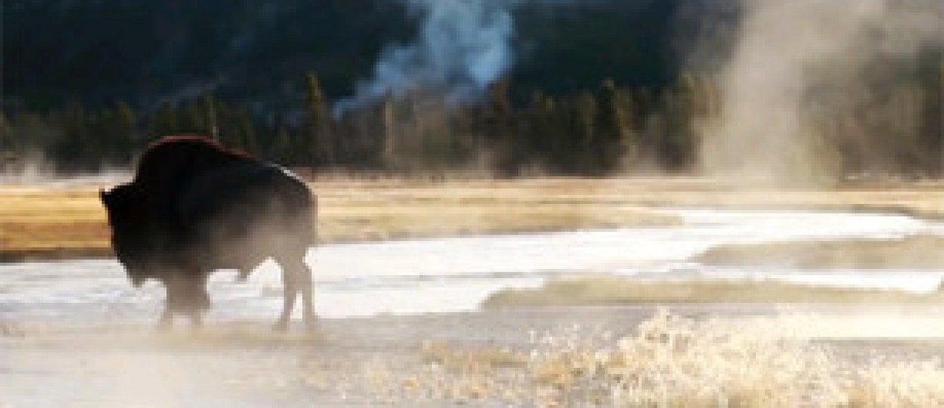 Video: Yellowstone zoals je het niet eerder zag image