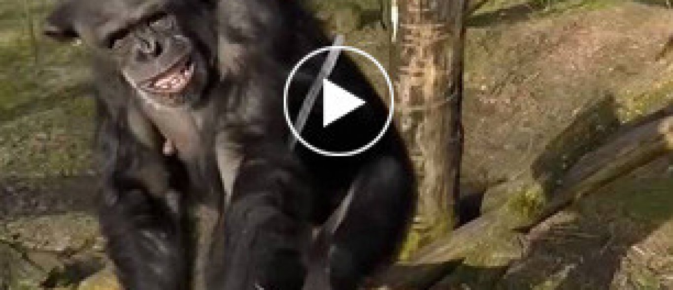Video: Chimpansee haalt drone uit de lucht image