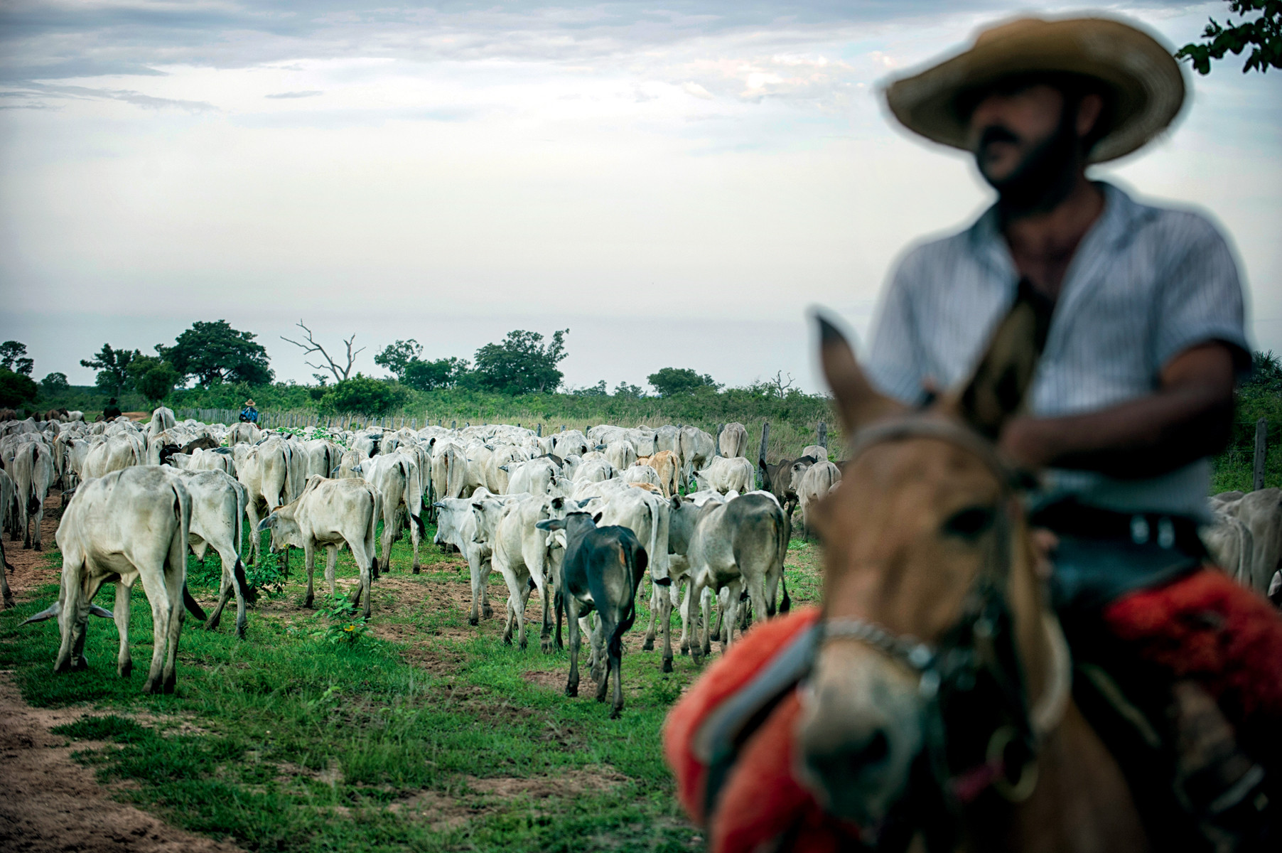 Braziliaanse cowboys zijn doorgaans een maand weg van huis. Foto: Michael Dehaspe