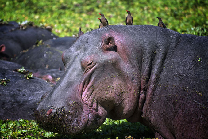 De nijlpaard heeft de pech dat zijn hoektanden ivoor bevatten, dat zeer gewild is bij stropers. Foto: Michael Dehaspe.