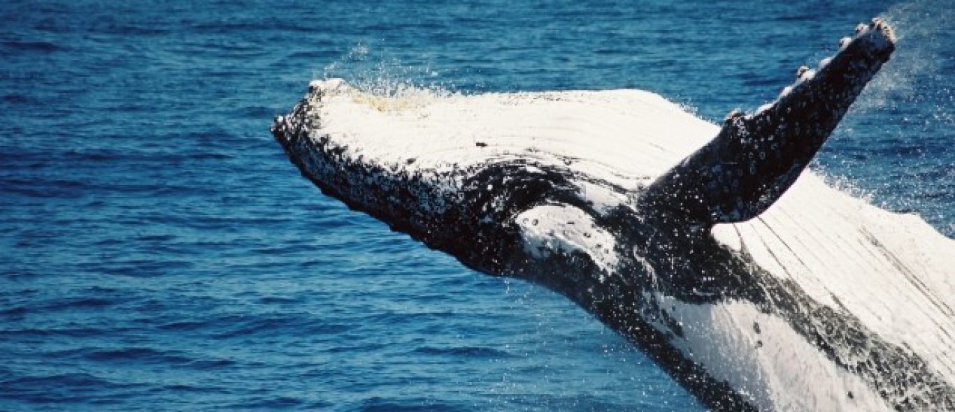 Video: Kajakken op de rug van een walvis image
