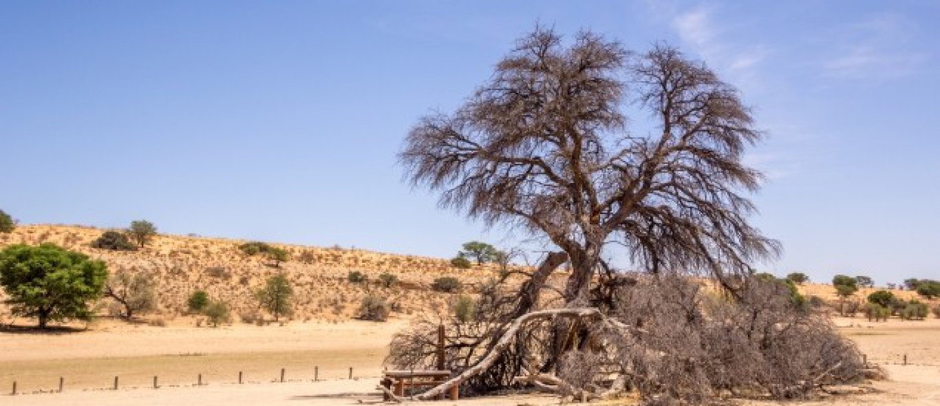 Blog van de week: Crossen in de Kalahari image