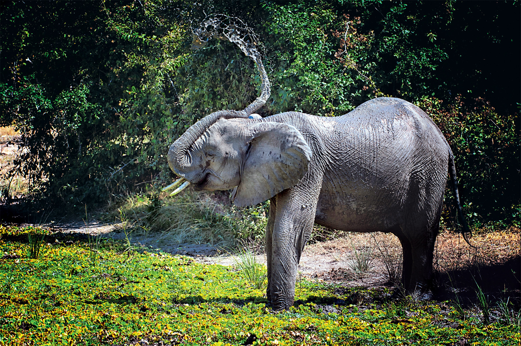 De olifant is een oude bekende in de Luangwavallei, een zuidelijke uitloper van de Grote Slenk. Foto: Michael Dehaspe