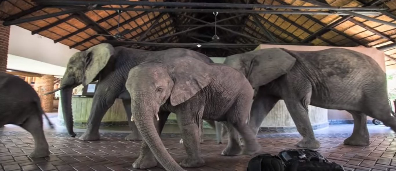 Video: Olifanten wandelen door de lobby van Zambiaans hotel image