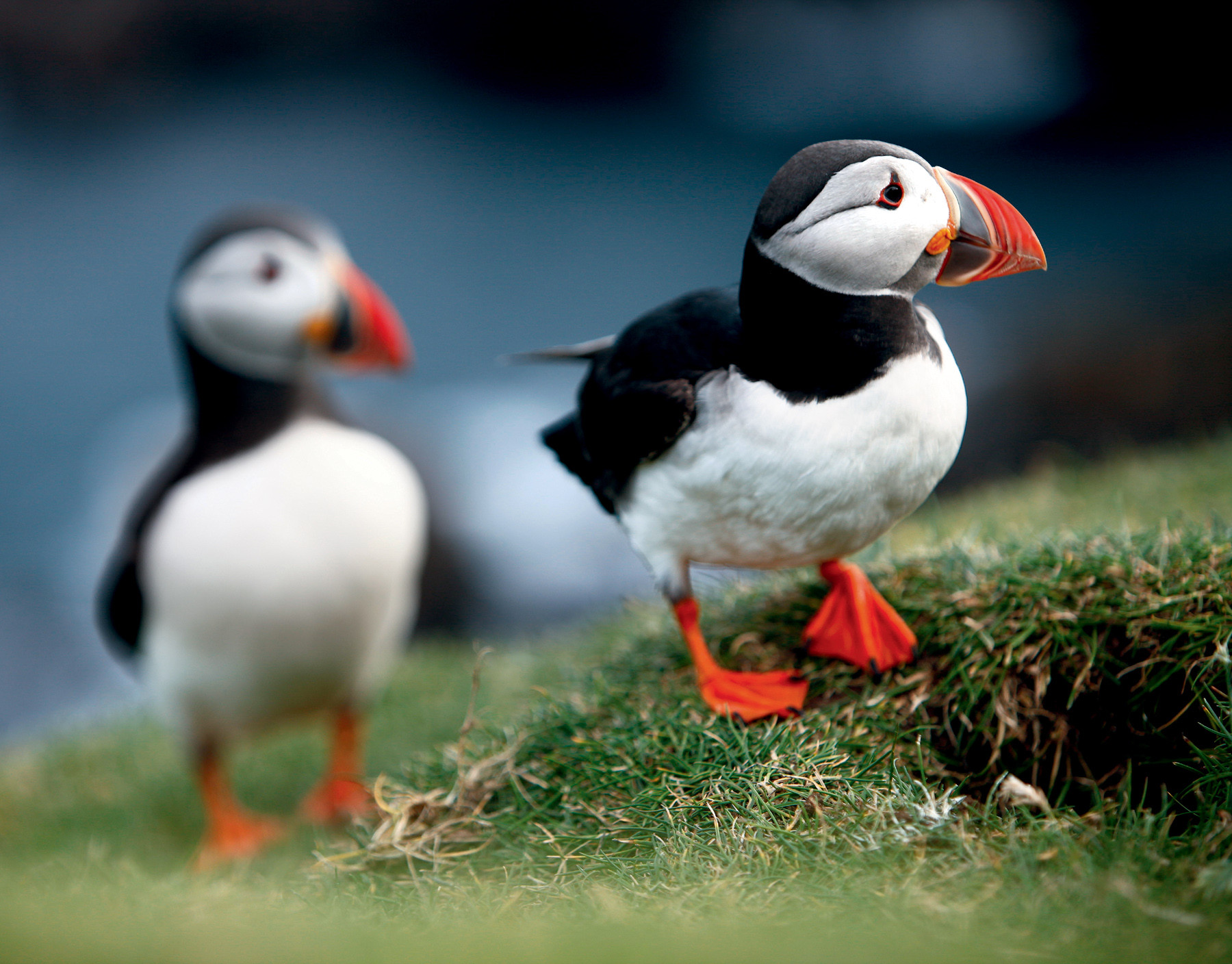 De Deense Faeröer Eilanden kennen de grootste vogeldichtheid ter wereld. Foto: Ilvy Njiokiktjien / Columbus Travel