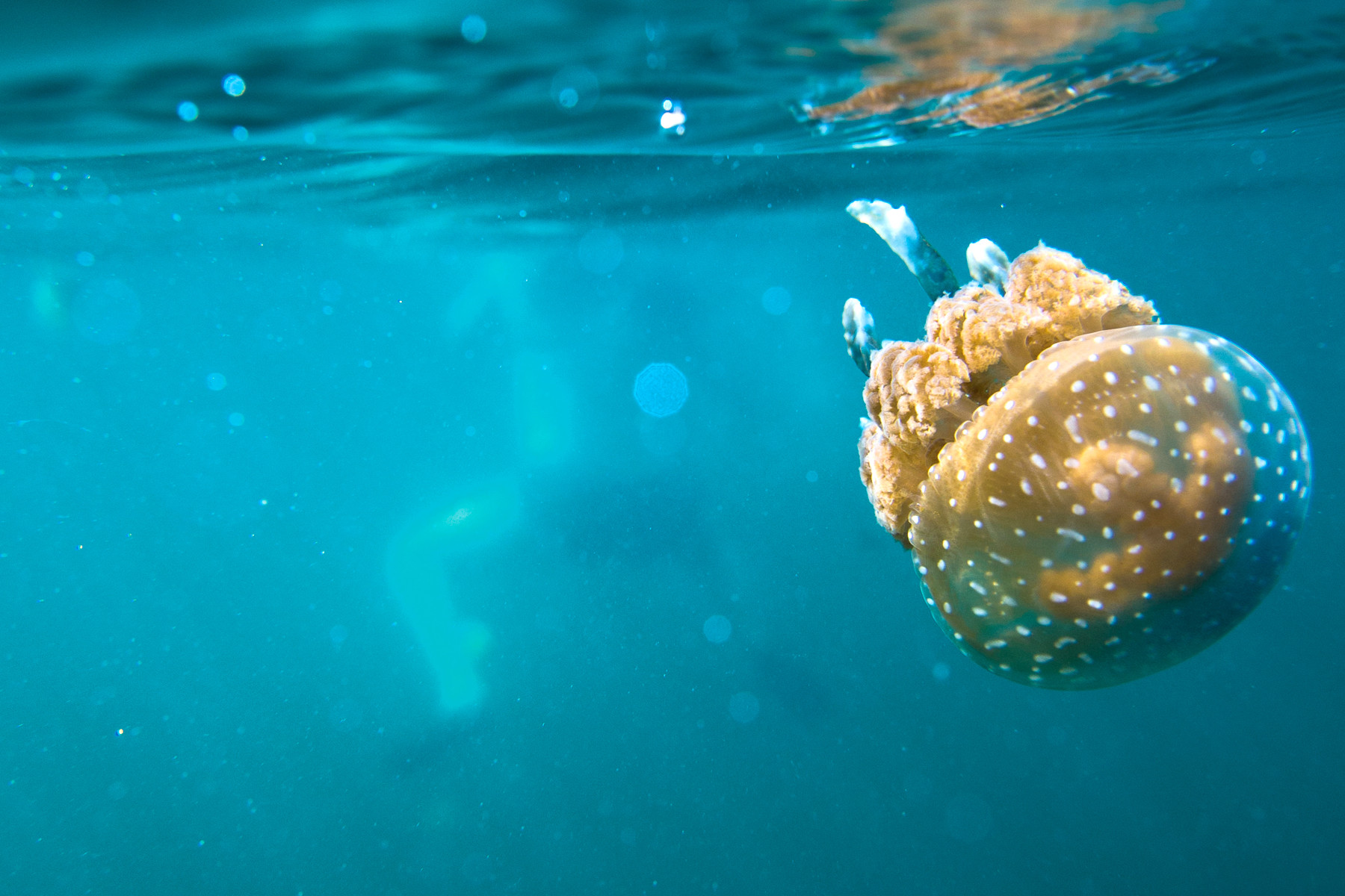 Jellyfish Lake in Indonesië. Foto: Hans Zegers / Columbus Travel