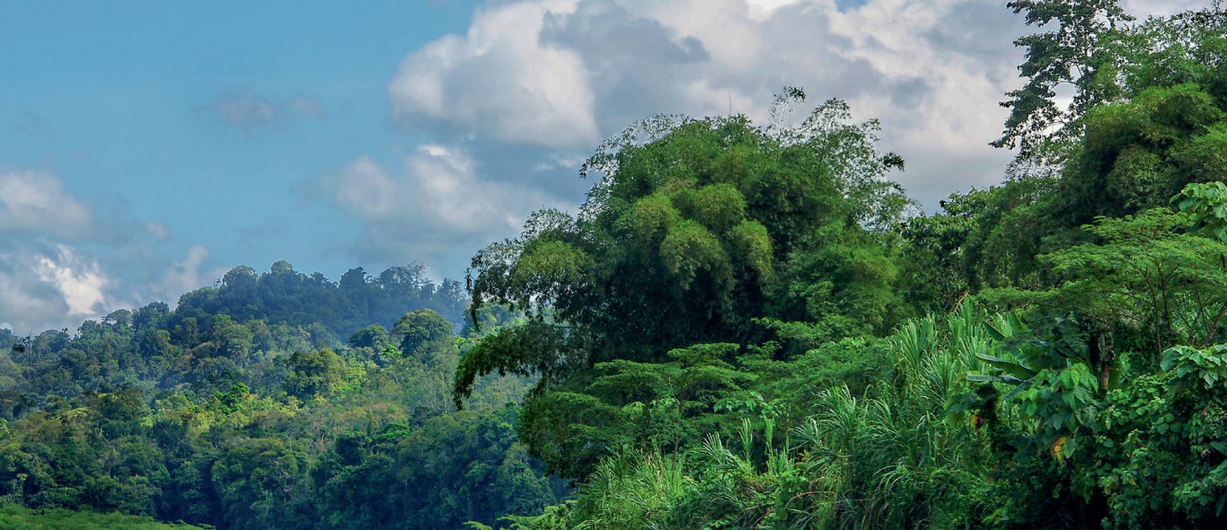 De mooiste jungleplekken ter wereld, volgens onze experts image