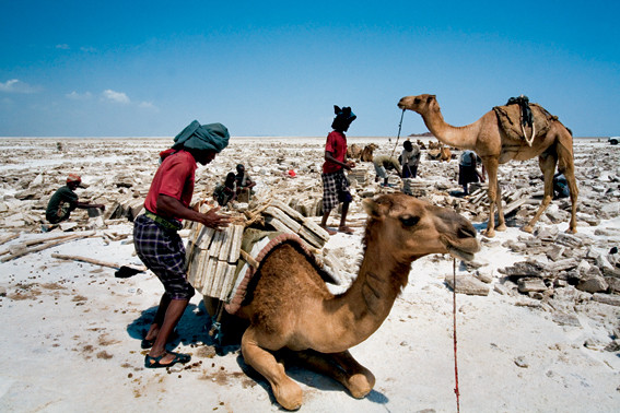 Op de vlakte van Asale hakken mannen elke dag zes uur lang zout uit de grond. Foto: Louise ten Have