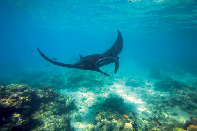 Op Fiji kun je met reuzenmanta's snorkelen. Foto: Louise ten Have.