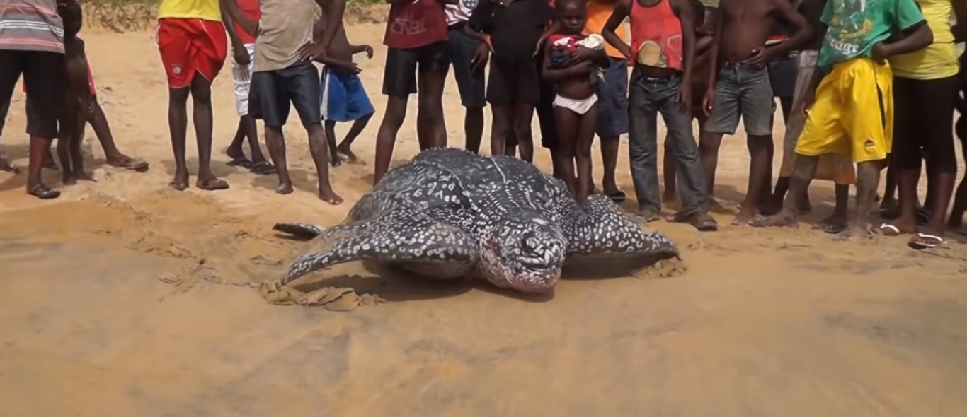 Indrukwekkend: gigantische lederschildpad terug de zee in image