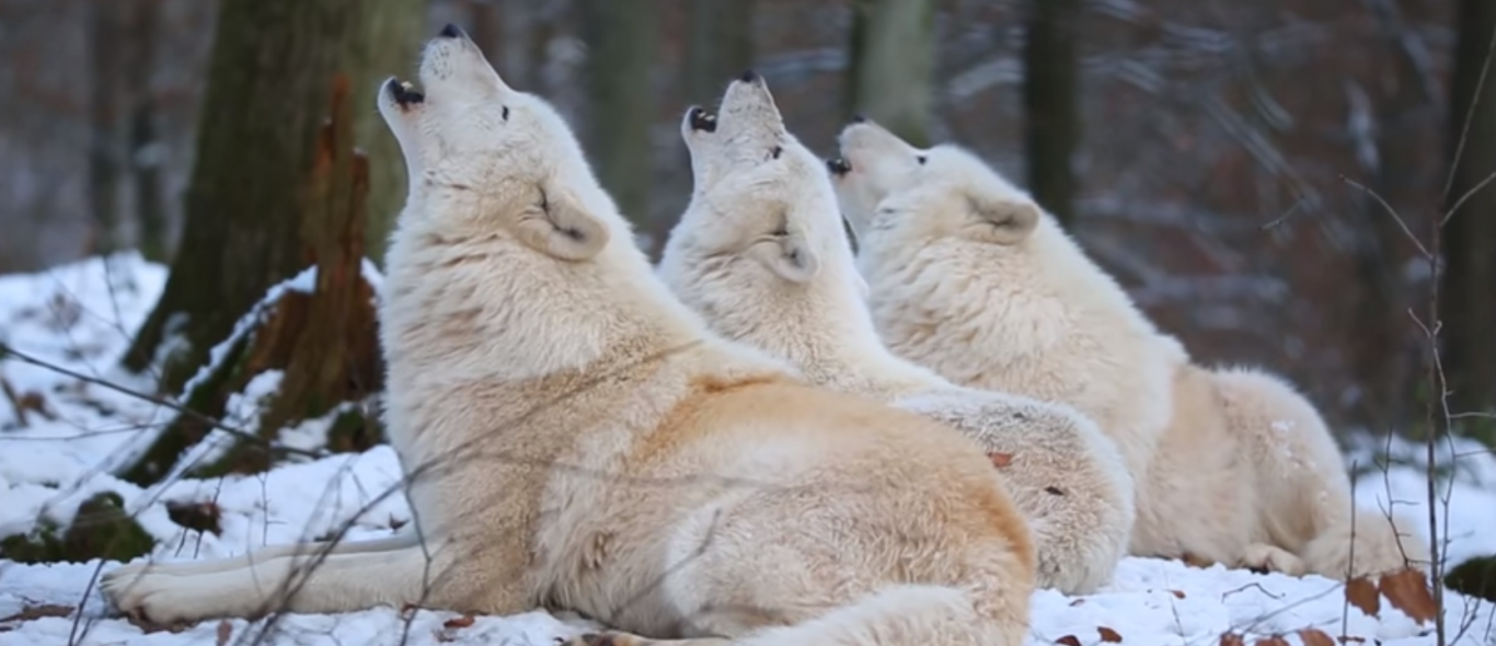 Video: deze wolven stelen de show image