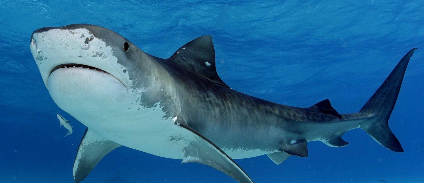 Brr: reizigers worden omsingeld door groep hongerige haaien image
