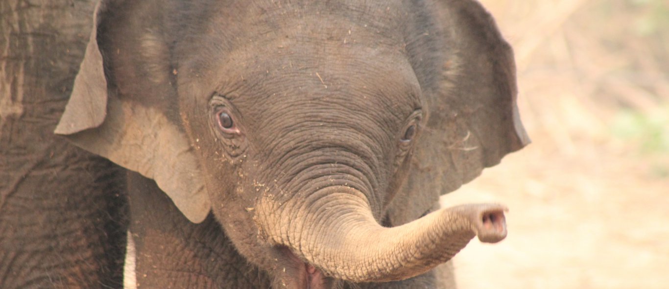 Radeloos babyolifantje krijgt hulp in Sri Lanka image