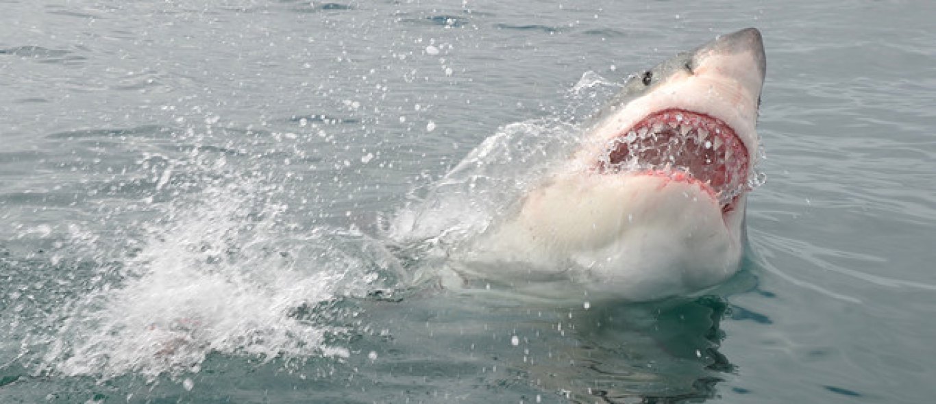 Meer haaien dan ooit in de Shark Week van Discovery Channel image
