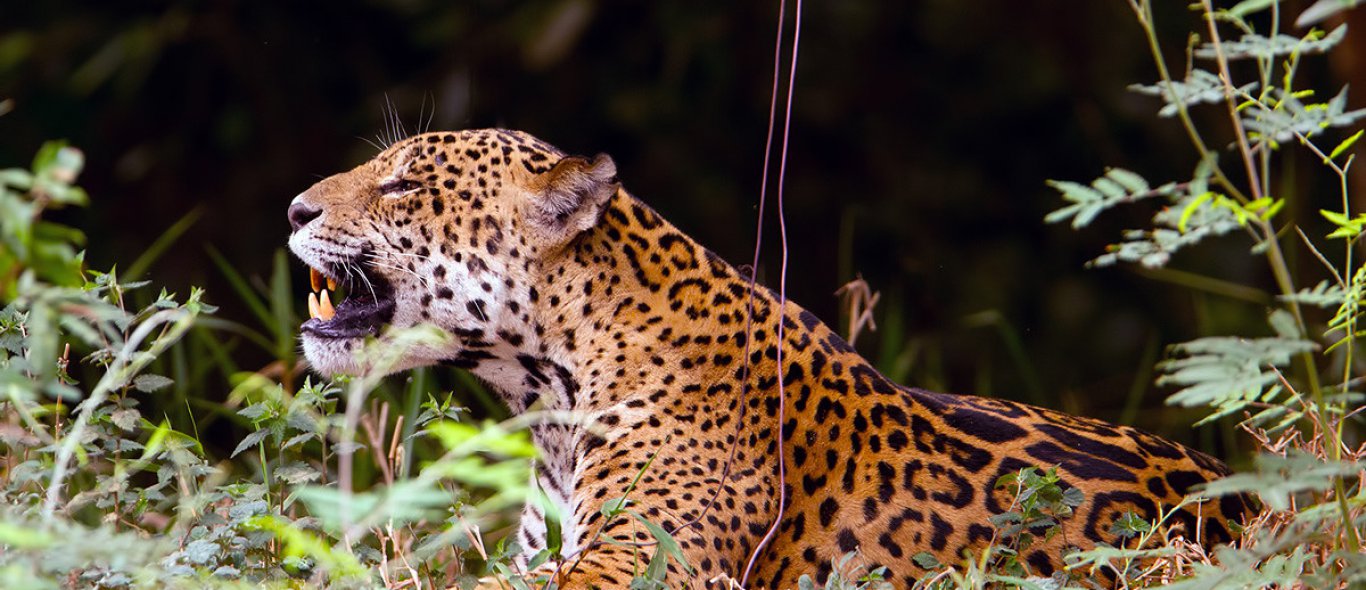 Zien! Bizar gevecht tussen jaguar en krokodil! image