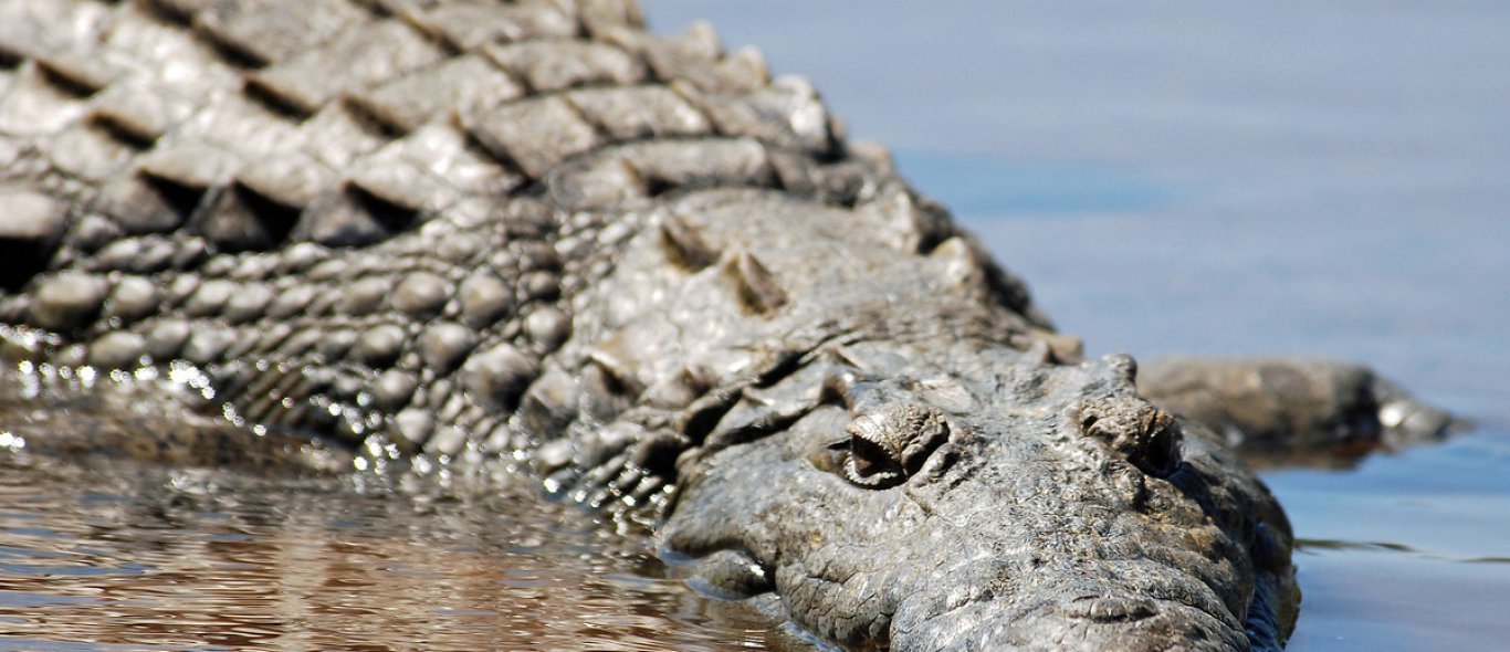 Wat een monster! Grootste krokodil ter wereld gered image