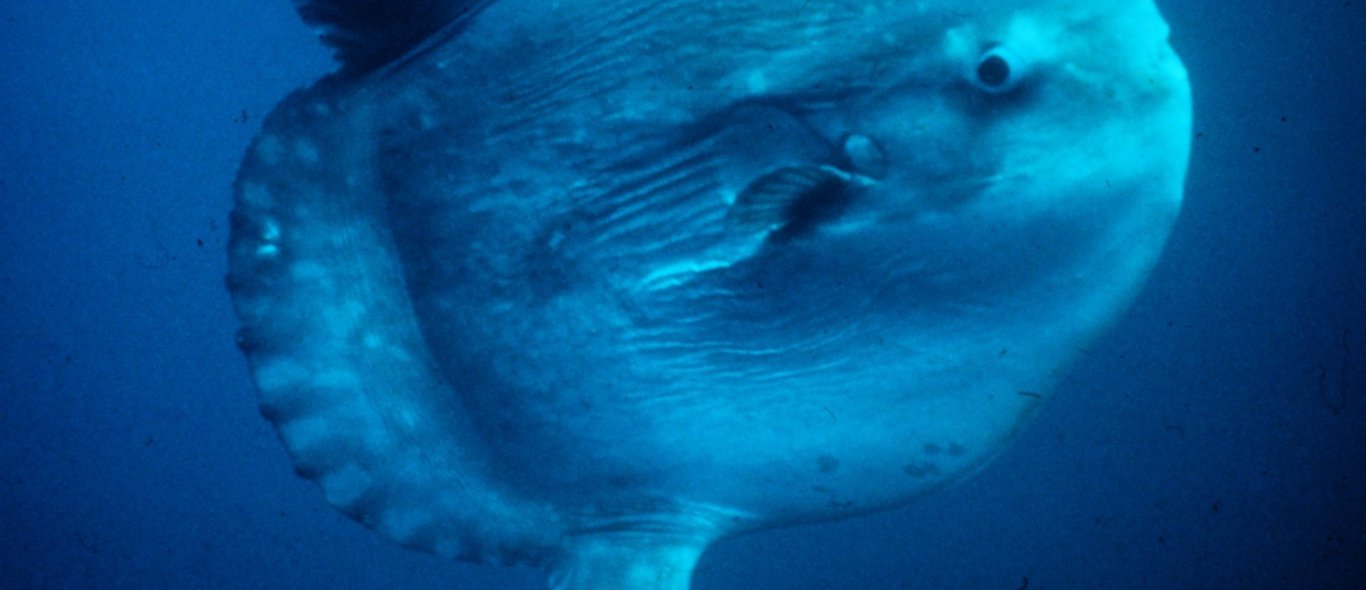 Wauw! Duikers vinden reusachtige maanvis van 2 ton image