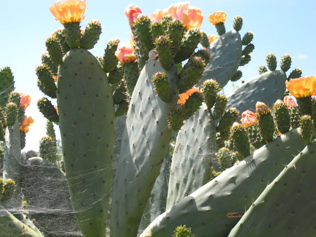 Cactusbloemen