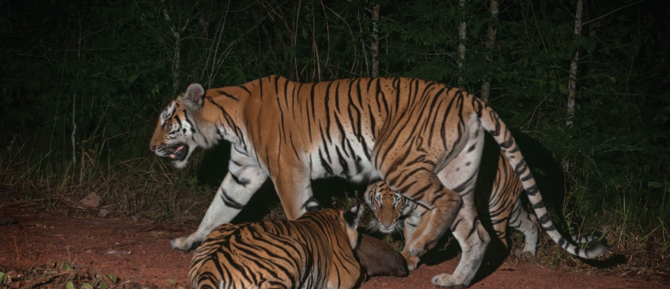 Goed dierennieuws: nieuwe tijgerpopulatie ontdekt! image