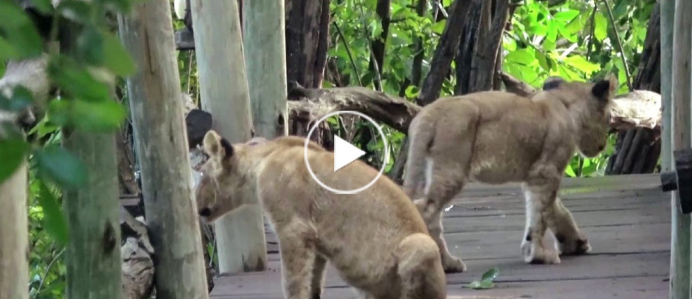 Deze hotelgasten krijgen een leeuwenroedel op bezoek image