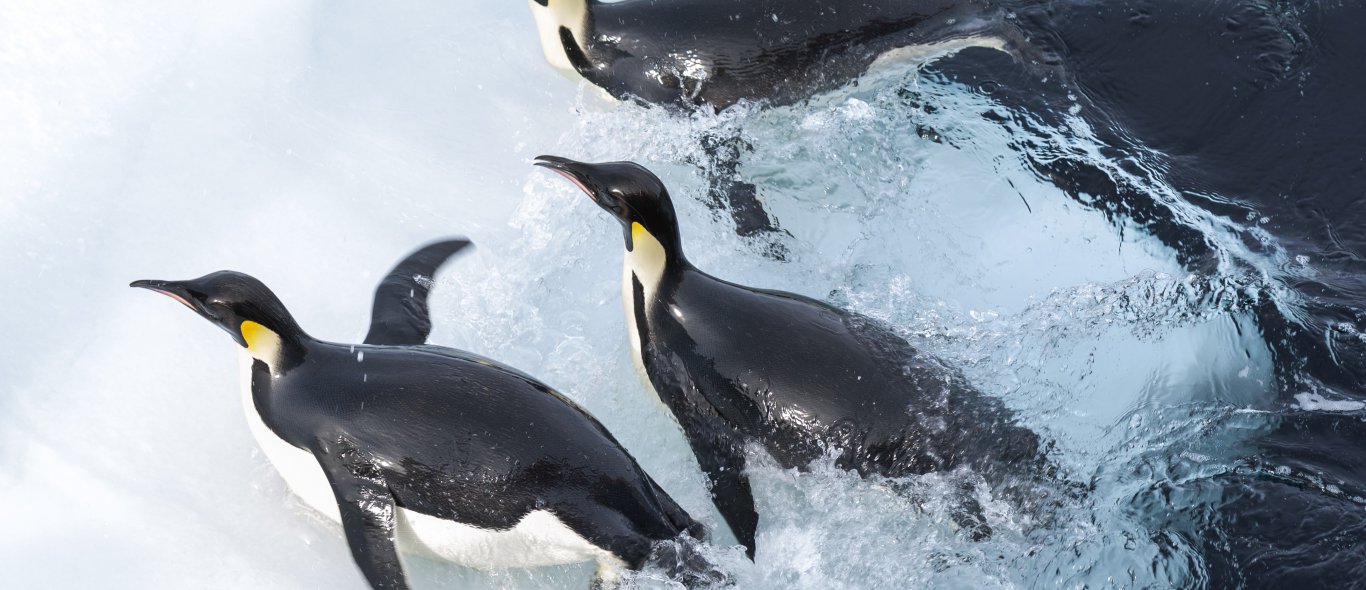 'March of the Penguins'-maker over Antarctica image