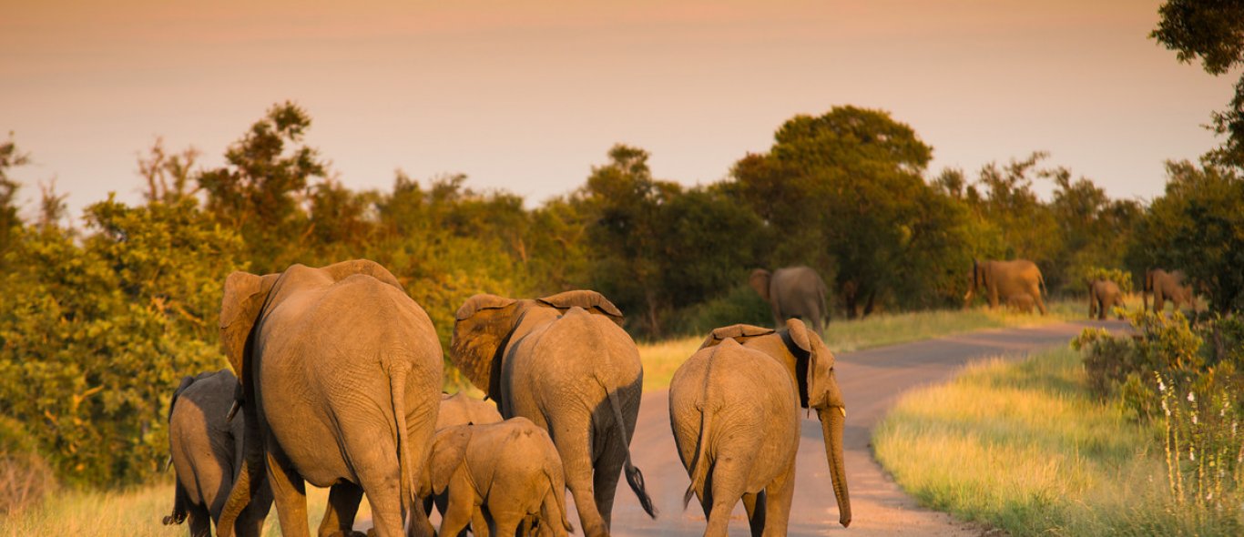 Awh, is dit het schattigste olifantenfilmpje ooit? image