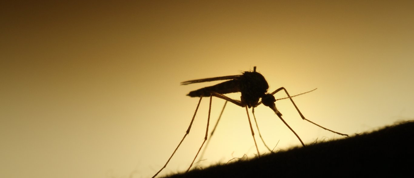 Zo houd je muggen op afstand deze zomer. 7 tips image
