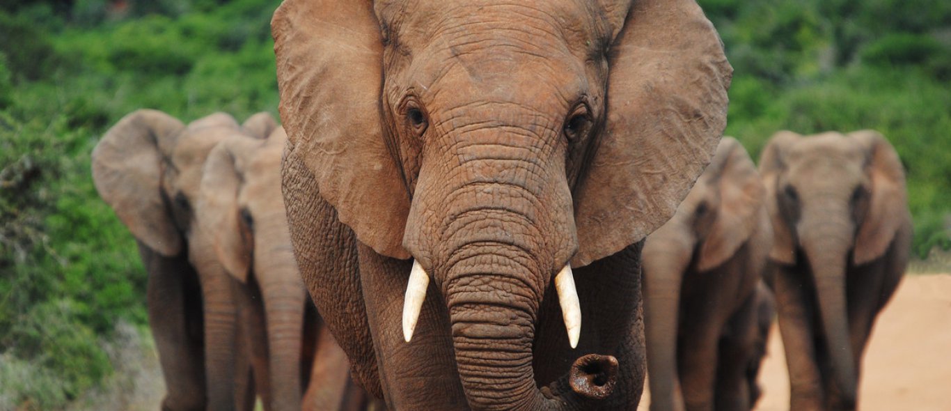 4x de beste landen om wilde olifanten te zien image
