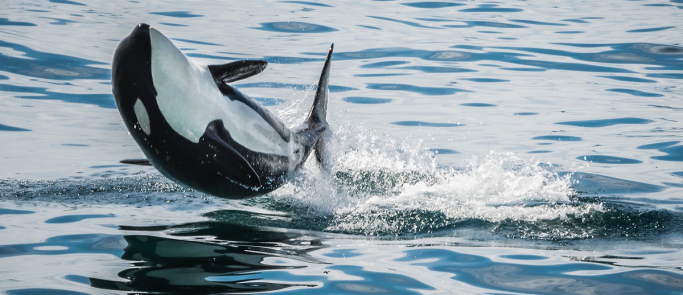 Orkatrainer bevestigt: dolfinaria mishandelen orka’s image