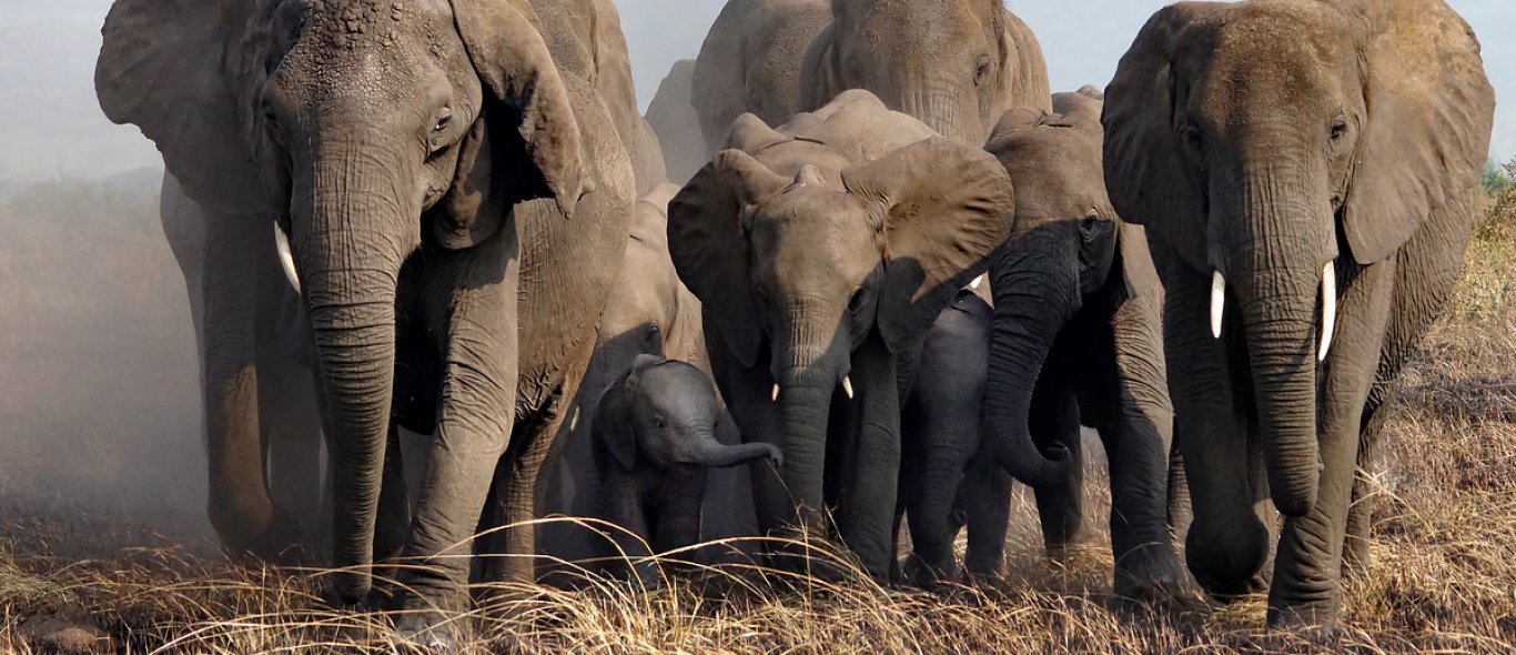 Dit dier is het nieuwste slachtoffer van ivoorstroperij image