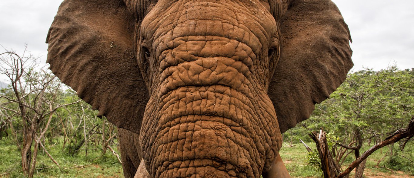 Wauw! Gids blijft enorm kalm tijdens olifantenaanval image