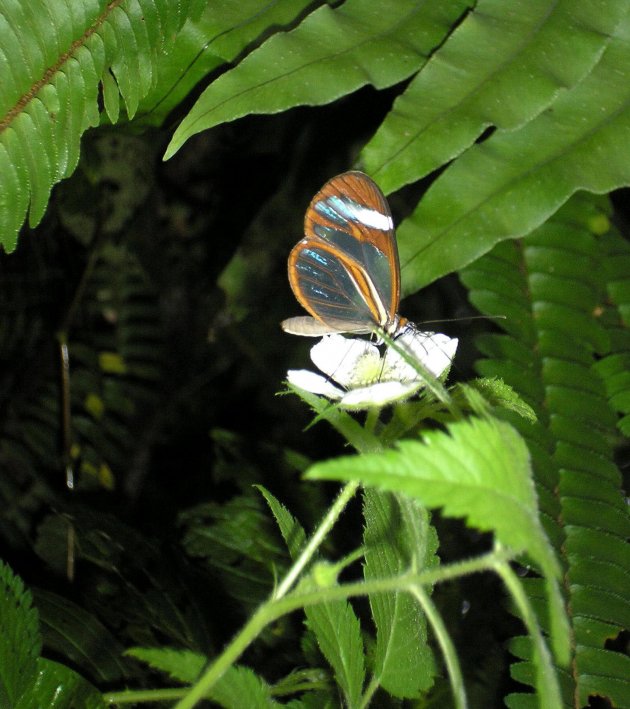 glas vlinder