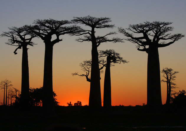 Baobabs in the sun