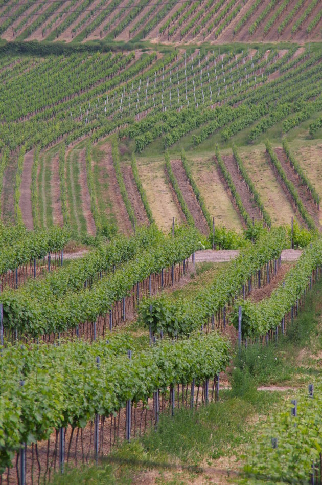 De wijngaarden nabij Bingen