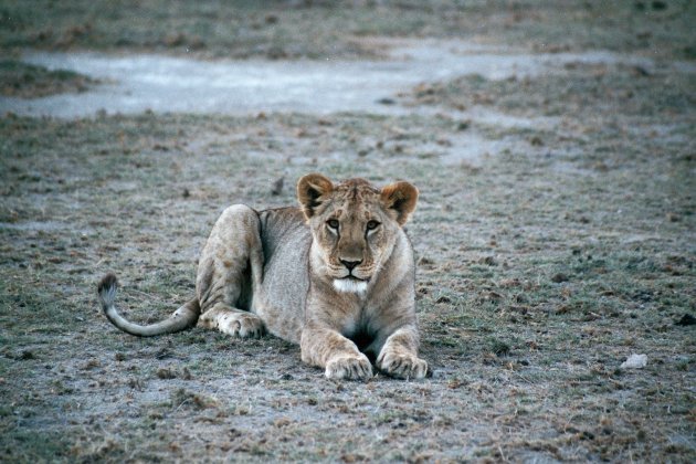 Lion in Amboseli