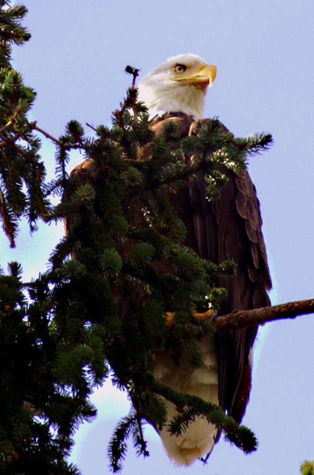 bald eagle