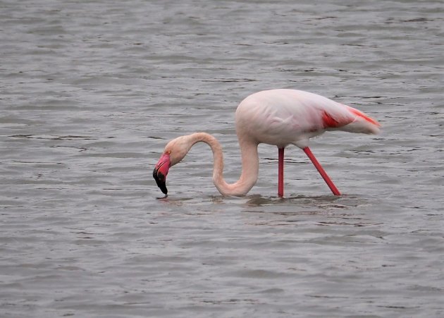 Pretty flamingo