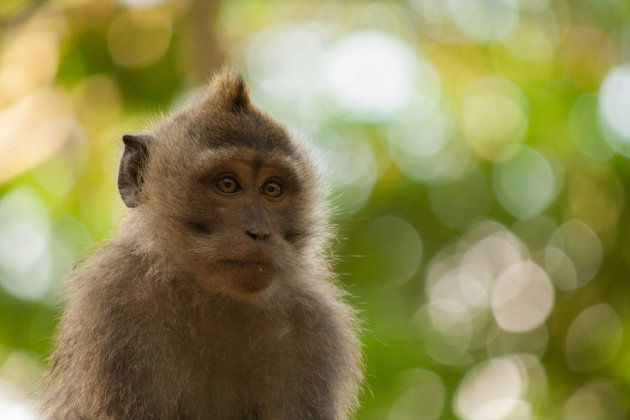 Makaak in Monkey Forest