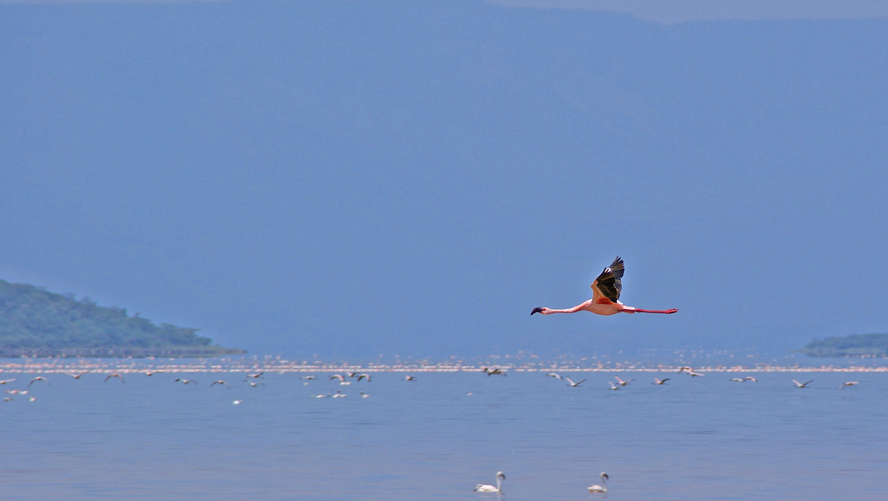 Flamingo bij Lake Bogoria