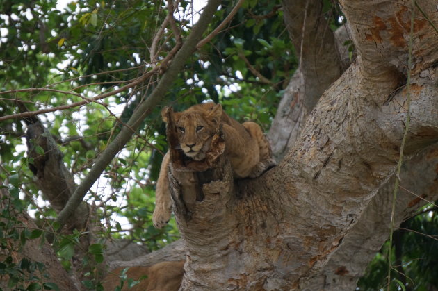Leeuw in de boom
