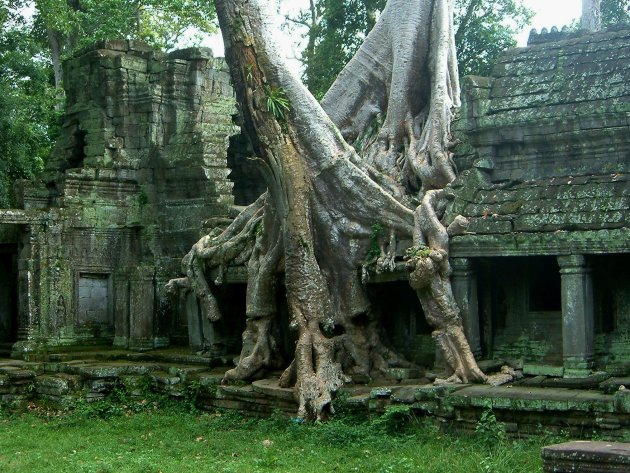 Tomb raider ruins Angkor