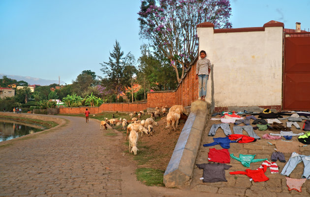 Dagelijks leven in Madagaskar: wassen en schapen hoeden in Antsirabe