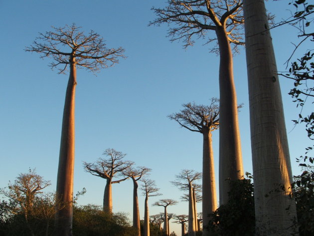 avenue de baobab